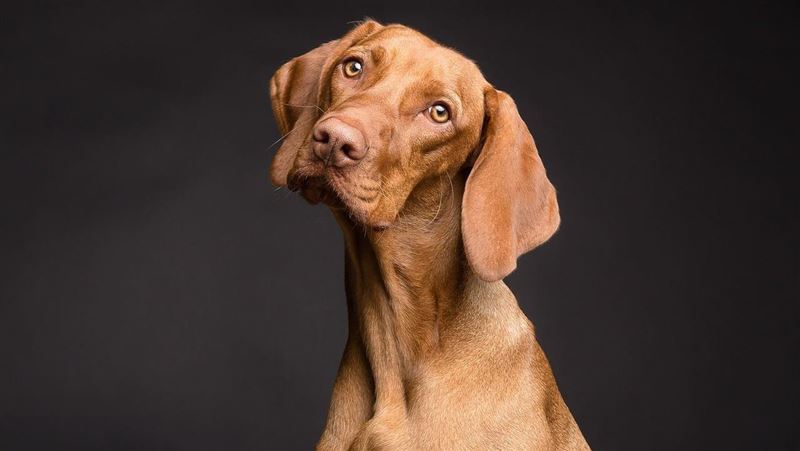 汪星人愛偷聽奴才聊天 研究驚曝關鍵原因