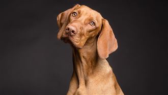 汪星人愛偷聽奴才聊天　研究驚曝關鍵原因