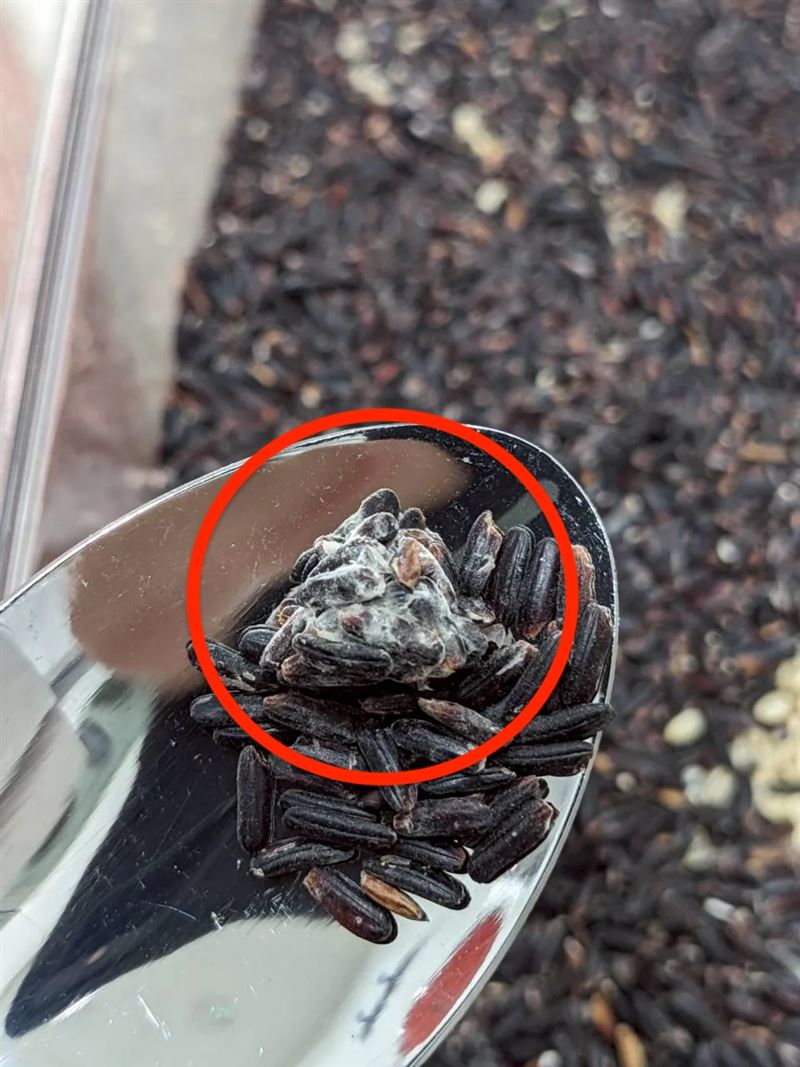 黑米結塊發霉。（圖／翻攝自Threads）