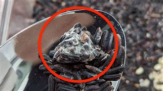 愛買促銷「買1送1」見發霉米：已過期5年