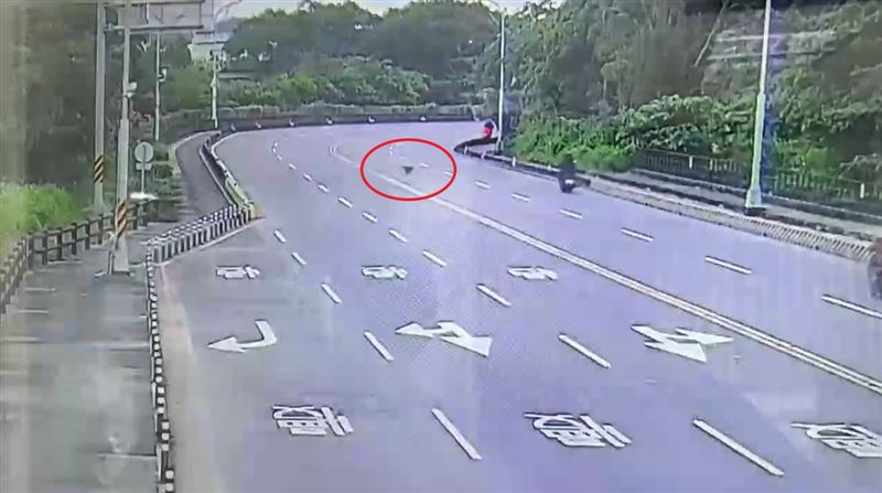 有猴子突然從路旁衝出穿越馬路，女騎士受到驚嚇不慎自摔，之後又有猴子陸續衝過馬路。（圖／翻攝畫面）