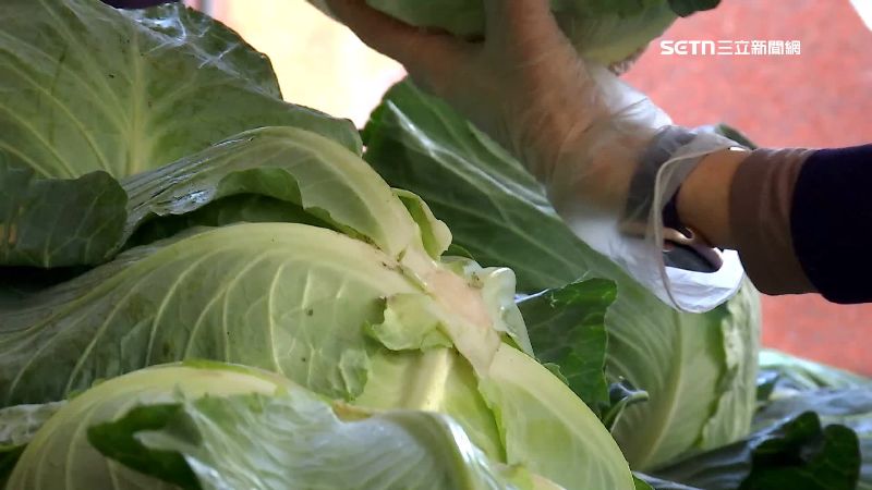 高麗菜產量過剩，一斤10元上下的狀況長達近3個月