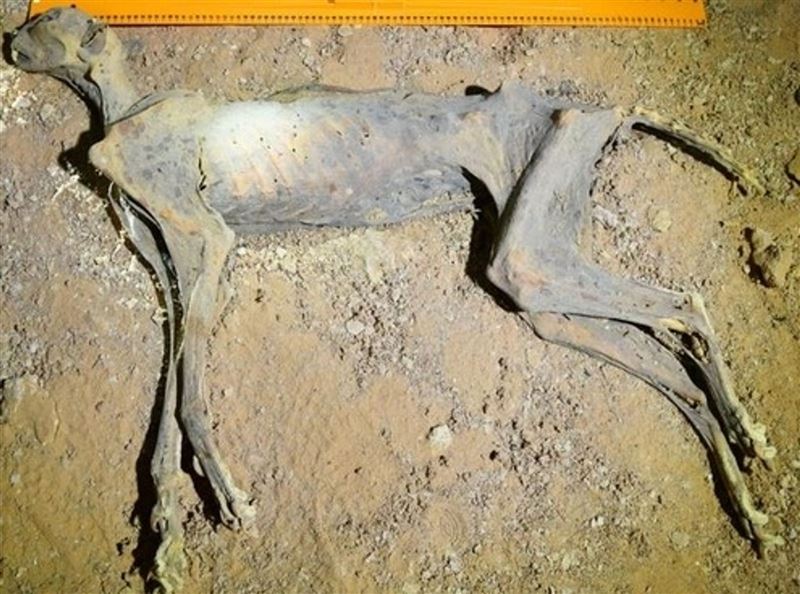 沙烏地阿拉伯北部洞穴中出土的「獵豹木乃伊」，距今約四千多年。（圖／翻攝自《通訊-地球與環境》）