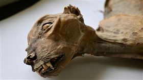 沙烏地洞穴驚現「獵豹木乃伊」！基因鑑定推翻千年觀點。（圖／翻攝自《通訊-地球與環境》）