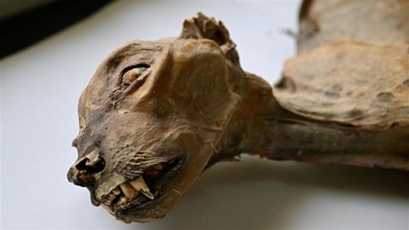 沙烏地洞穴驚現獵豹木乃伊！基因鑑定解密