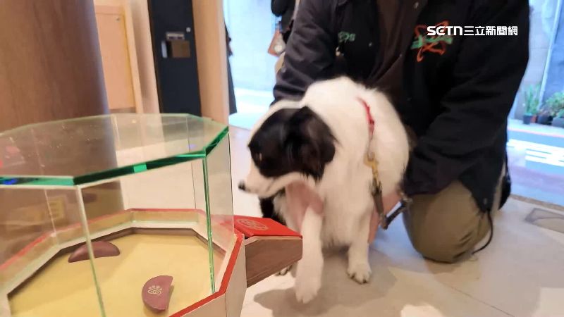 全台首座寵物專屬宮廟成立