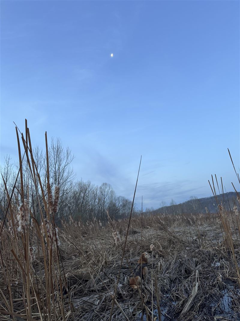 外國民眾祭出挑戰，讓大家尋找藏在畫面中的大狗。（圖／翻攝自Reddit）