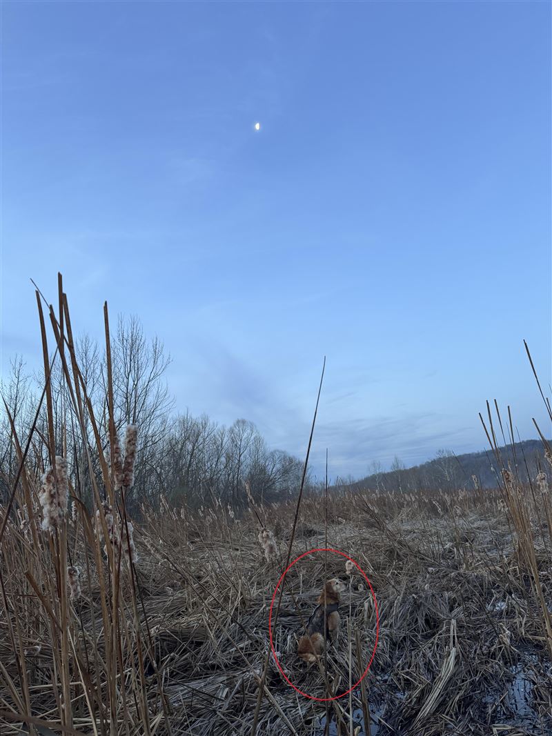 黃金獵犬藏於右下角，牠坐在草叢上、有穿背心。（圖／翻攝自Reddit）