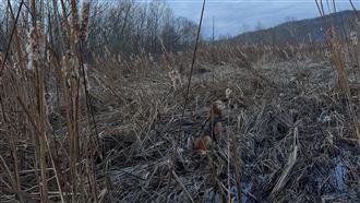 大狗藏草叢 眾人找不到超困惑:比想像中難