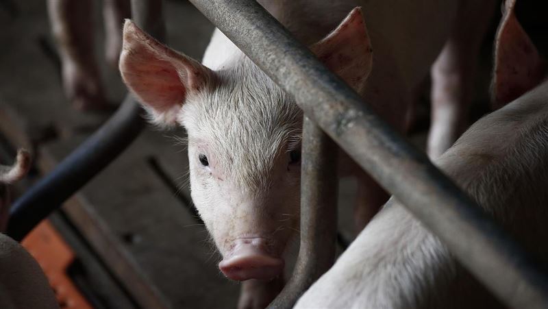 南韓再現非洲豬瘟！2萬頭豬隻將全數撲殺