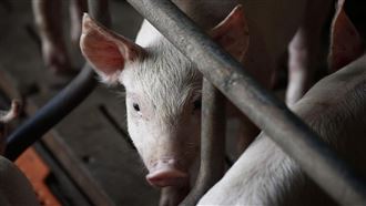 南韓再現非洲豬瘟！2萬頭豬隻將全數撲殺