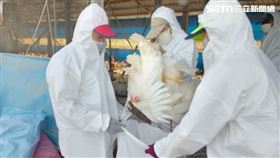 農業處,病毒,禽流感,雞蛋,高樹鄉,H5N1,撲殺,蛋中雞
