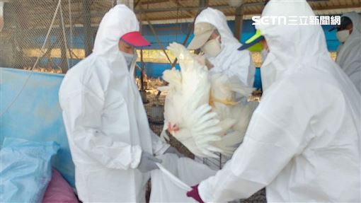異常死…爆首起「蛋中雞禽流感」殺8640命
