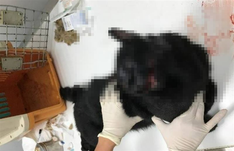 動物法醫解剖證實，黑貓頭蓋骨破裂、顱內大量出血致命。（圖／新北動保處提供）