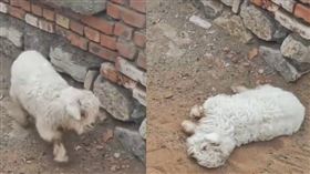 寧夏一隻出生10多天的小羊，只要被人觸碰就會倒地「裝死」。（圖／翻攝自微博）