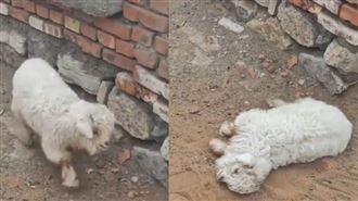 一碰就裝死！戲精小羊爆紅　網136萬求購