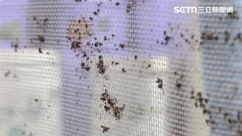 紗窗太髒該怎麼清潔，讓不少人頭痛。（示意圖／資料照）
