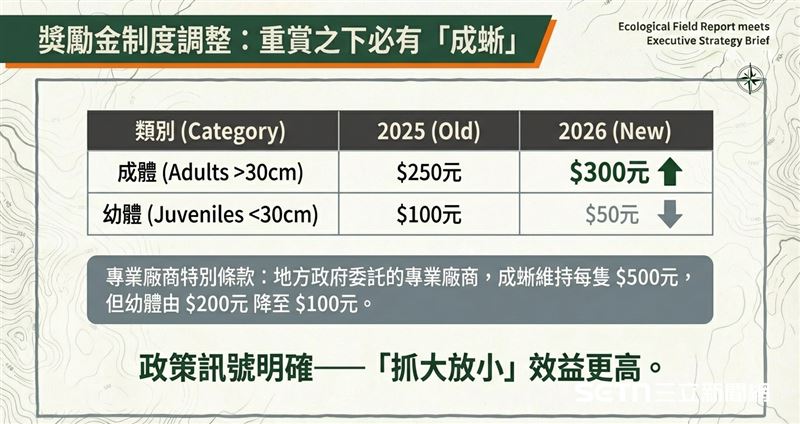 今年採取「抓大放小」的價格策略：捕獲吻肛長30公分以上成蜥，每隻獎勵金調升為300元；未達30公分者則調降為50元。(圖/記者陳佳鈴製圖)