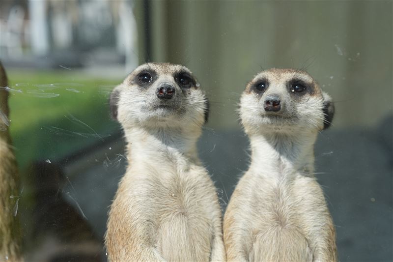 迎接寒假！玉山卡友限定指定日玩樂園不用錢