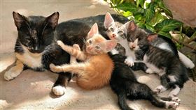 流浪貓,貓,動物（示意圖／PIXABAY）