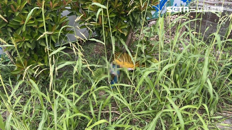 屏東縣長治鄉日前發生動保案件！有一名金剛鸚鵡飼主指控，私人莊園遭某佛具店的兒子持刀闖入抓走4隻金剛鸚鵡，虐殺後丟棄。（圖／翻攝畫面）