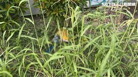 屏東,屏東縣,長治鄉,鸚鵡,金剛鸚鵡,飼主,莊園,嫌犯,水溝,虐待,動物,動保,虐殺（圖／翻攝畫面）