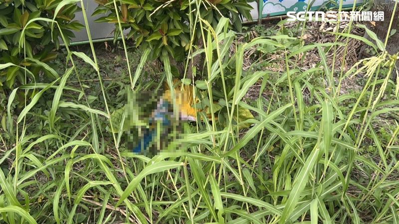 飼主痛批，4隻鸚鵡在2010年進口，都慘遭殘忍殺害。（圖／翻攝畫面）