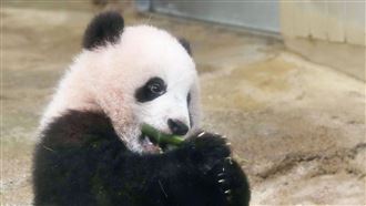 日本大熊貓將歸零！「提前1月」歸還中國