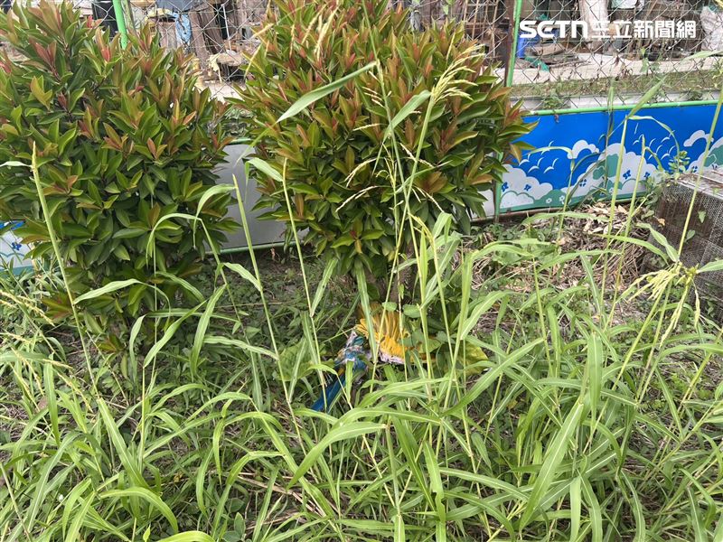 飼主養的4隻鸚鵡遭虐殺死亡，目前僅尋獲1遺體。（圖／翻攝畫面）