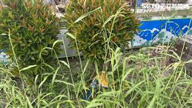 鸚鵡,警方,屏東,屏東警分局,噪音,棄屍（圖／翻攝畫面）