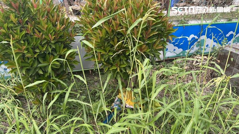 吵死了！莽男亂刀收4魂棄溝　3遺體未尋獲