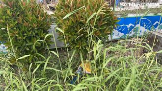 吵死了！莽男亂刀收4魂棄溝　3遺體未尋獲