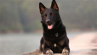 主人走了 忠犬「守靈整夜」追靈車奔4公里