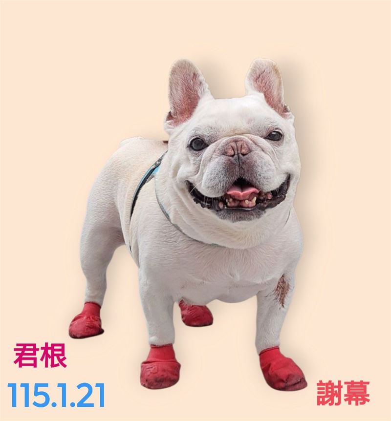 法鬥網紅「君根弟弟」驚傳病逝。(圖/翻攝自臉書)