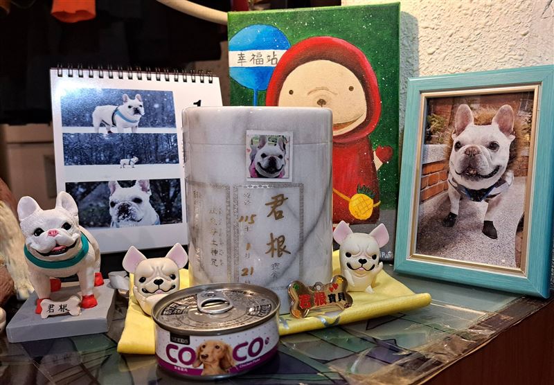 君根弟弟的飼主心痛表示「不忍讓君根繼續受苦」,最後全家人一同陪牠走完最後一程。(圖/翻攝自臉書)