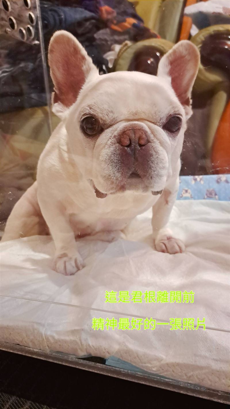 知名法鬥網紅「君根弟弟」的離世,令許多粉絲感到難過不捨。(圖/翻攝自臉書)