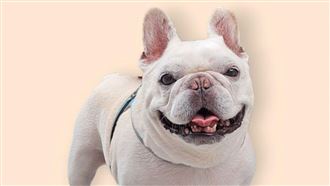 台北網紅法鬥驚傳離世！飼主淚崩發聲