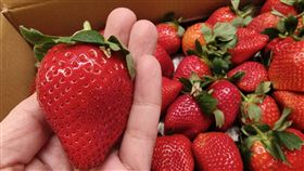 草莓。（圖／記者許雅惠攝影）