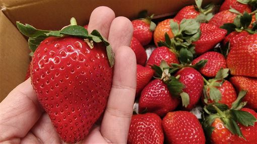 草莓要泡鹽水？醫曝「這樣法」健康又安全