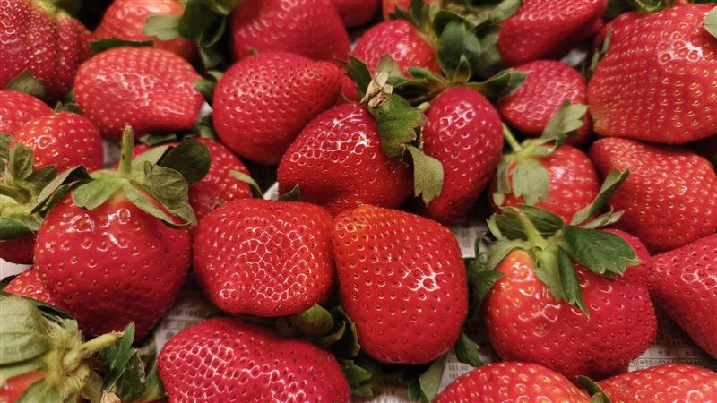 草莓產季來臨!農業部列出台灣6大品種,並分享挑選與保存草莓的技巧。(圖/記者許雅惠攝影)