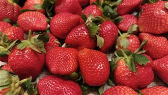 草莓。（圖／記者許雅惠攝影）