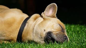 狗狗會選「隱蔽處」過世？別讓牠獨自痛苦