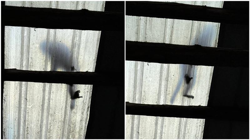 位於雪霸國家公園內的七卡山莊成為猴群搶食熱點。（圖／翻攝自臉書雪霸國家公園登山資訊分享站）