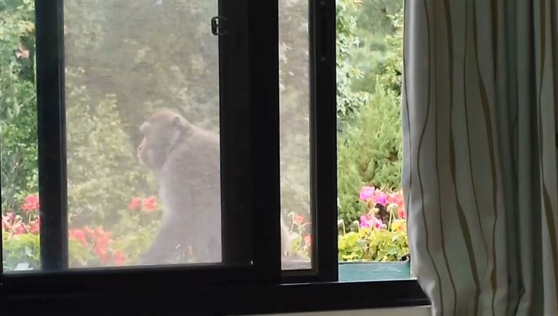 日前武陵農場的員工宿舍也遭獼猴闖入竊取食物。（圖／翻攝畫面）