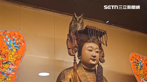 一隻貓頭鷹停留在媽祖的頭冠上，令民眾和廟方人員相當驚喜