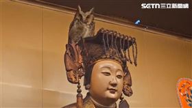 媽祖新護法 貓頭鷹飛廟停留神像頭冠上