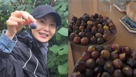 61歲張曼玉近況曝！法國素顏冒雨採無花果，網讚：最美天花板。（圖／翻攝自小紅書）