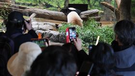 為了看「曉曉」與「蕾蕾」最後一眼，日本遊客25日擠滿上野動物園，參加最後一次的參觀活動，（圖／美聯社／達志影像）