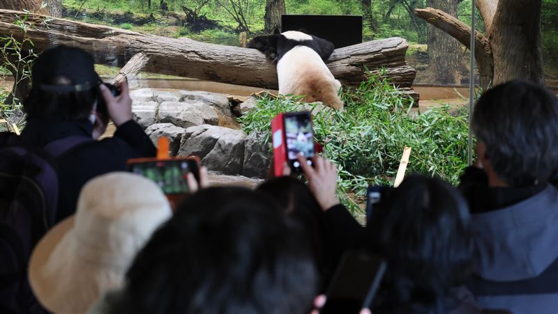 日貓熊明返中國 遊客湧動物園見最後一面