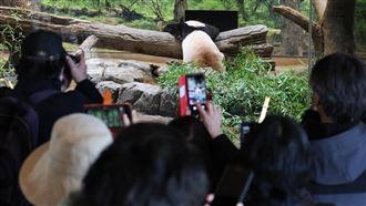 日貓熊明返中國　遊客湧動物園見最後一面